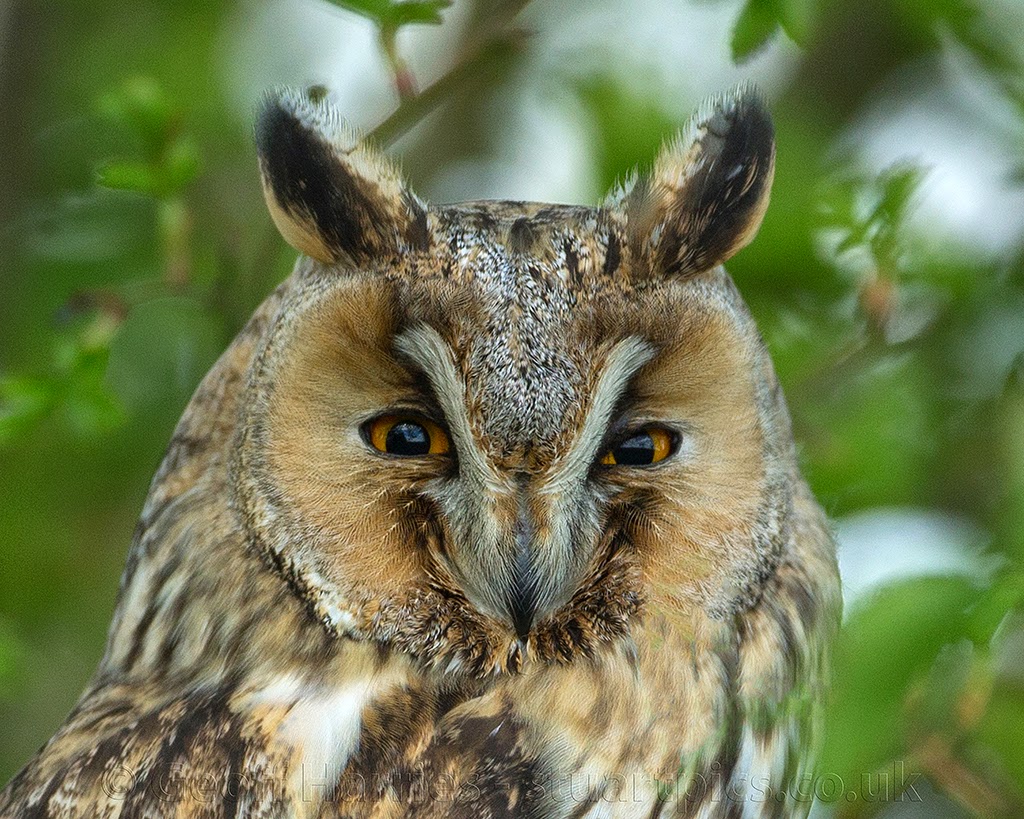крик ушастой совы. ушастая сова и филин. сова звук птицы. звук совы. сова звук птицы.