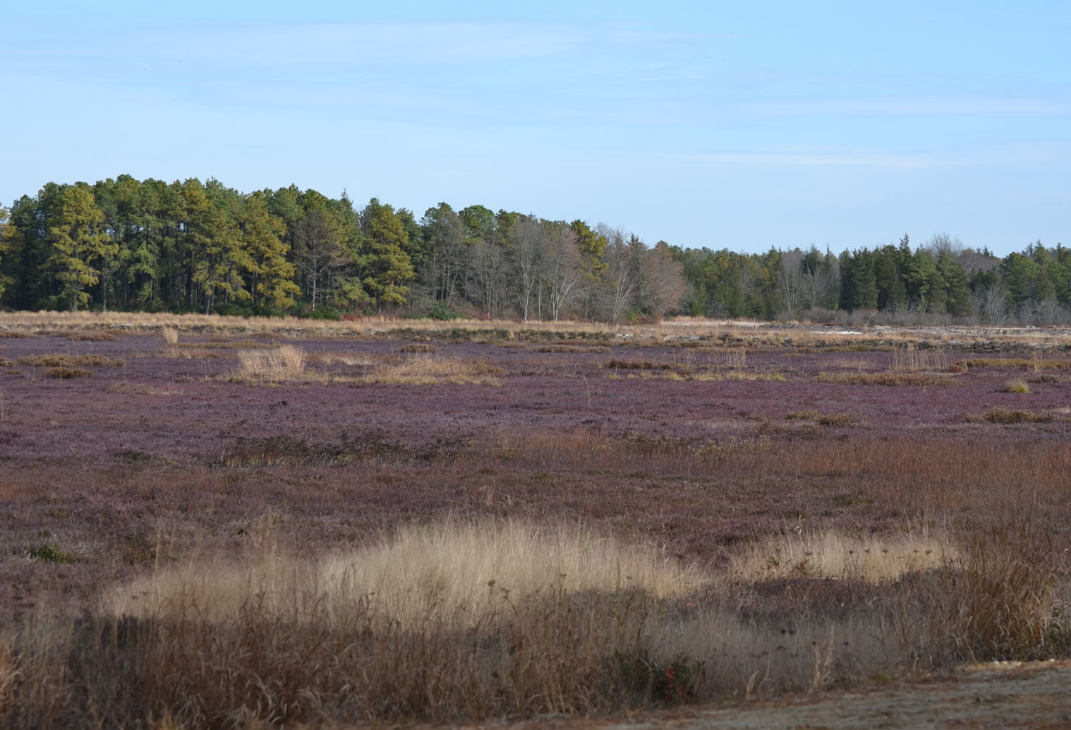 Woods Walks and Wildlife A Pine Barrens Bog