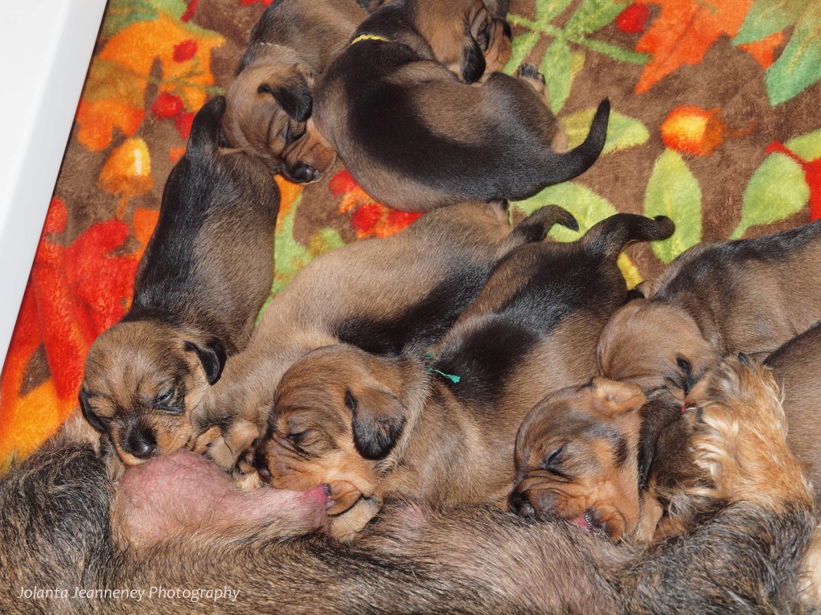 borntotrack puppy journal Puppies might be getting too fat