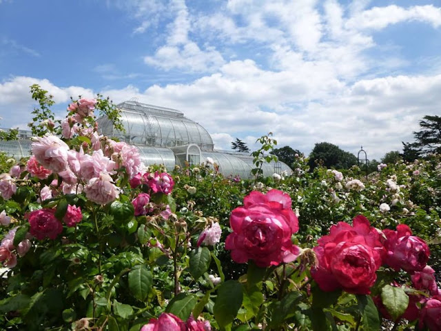 http://bugsandfishes.blogspot.com/2018/06/summer-at-kew-rose-garden.html