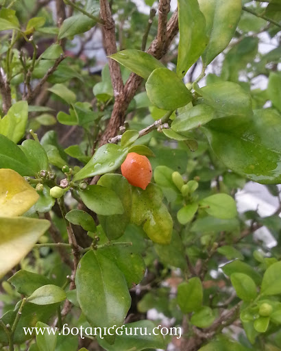 Murraya paniculata, Orange Jasmine