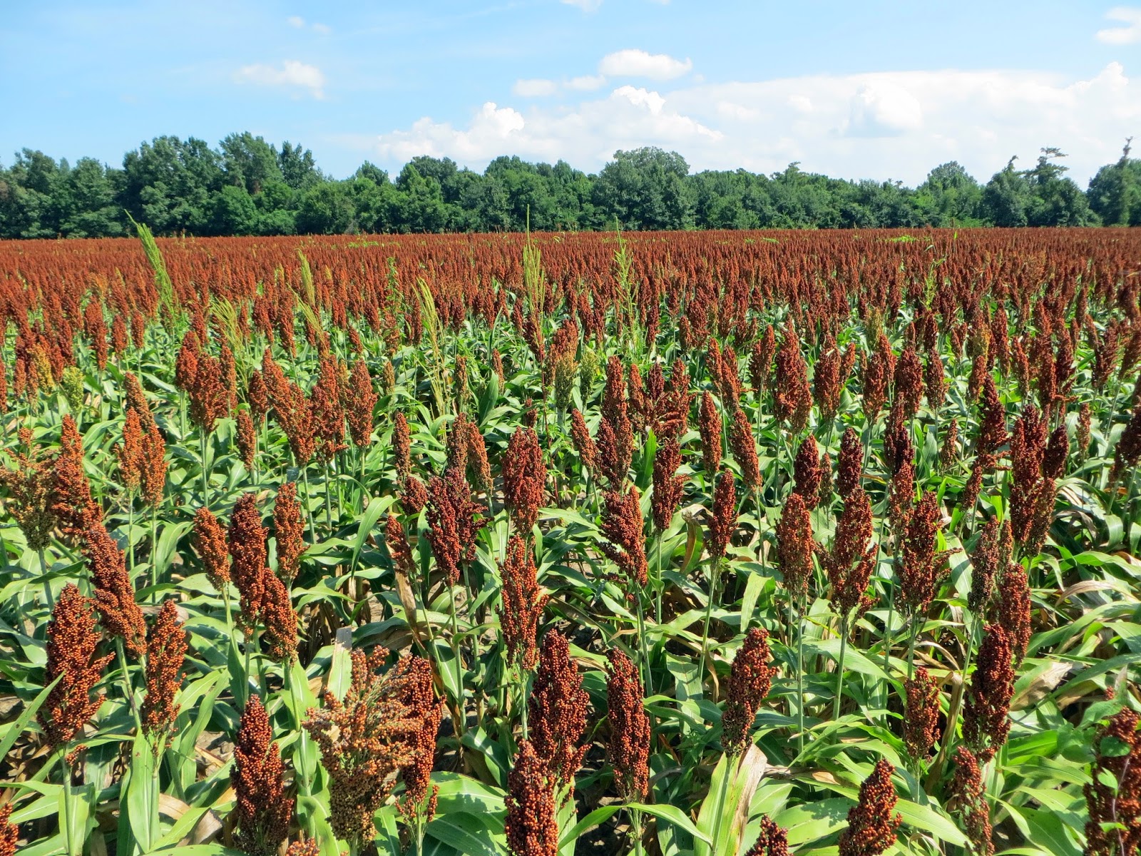 The Daily Rant I See A Molasses Cookie In My Future