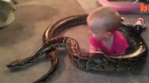 00 My goodness! Baby plays with massive python (photos)