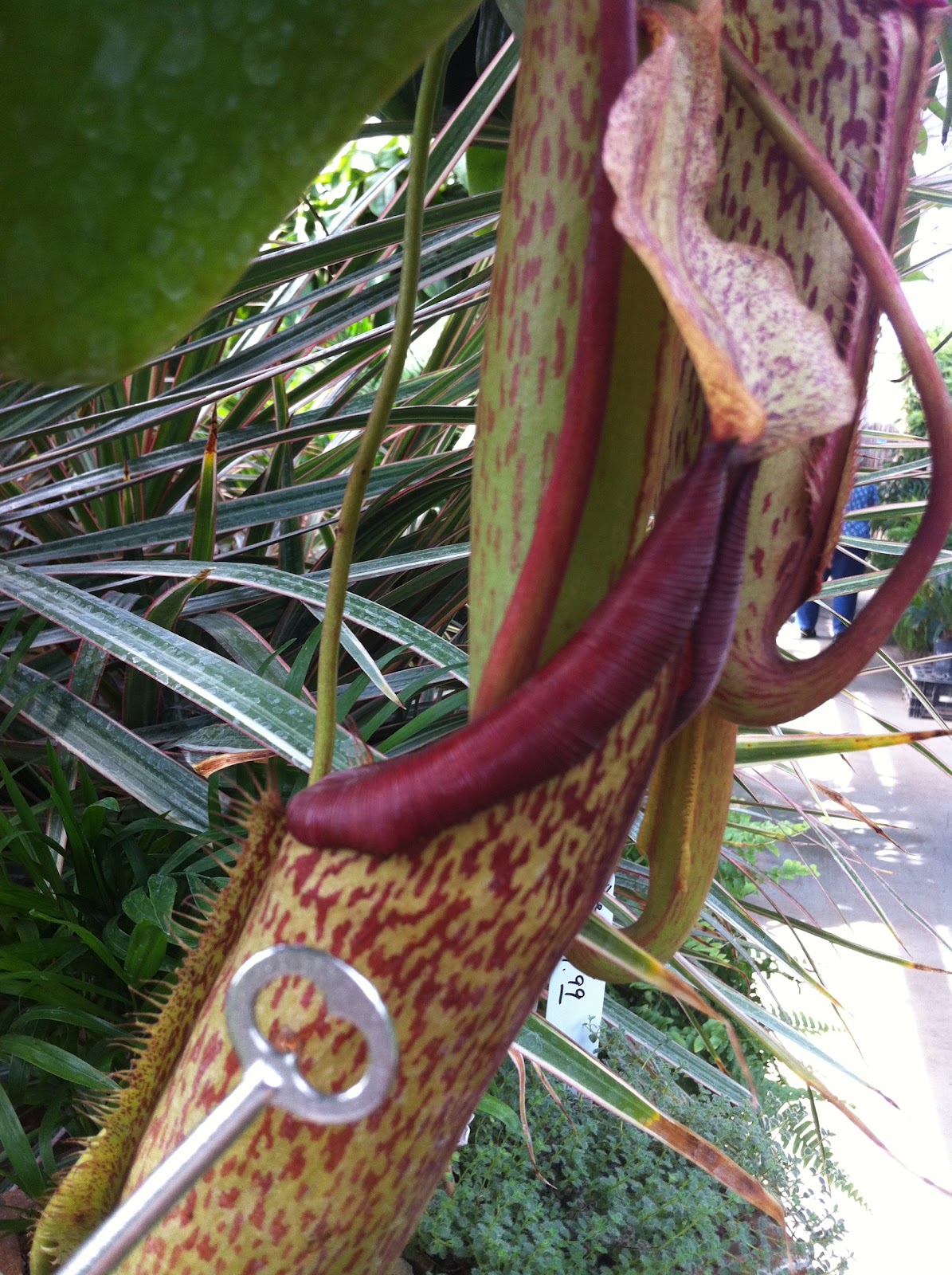 AP Bio Blog 2012 Modified leaf of a plant