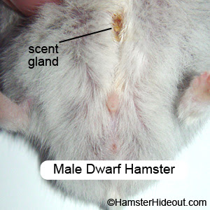 Male Dwarf Hamster Scent Gland