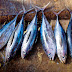 Tuna in Brine vs Tuna in Oils and Springwater