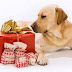 Special Dog Gifts for Dog Lovers