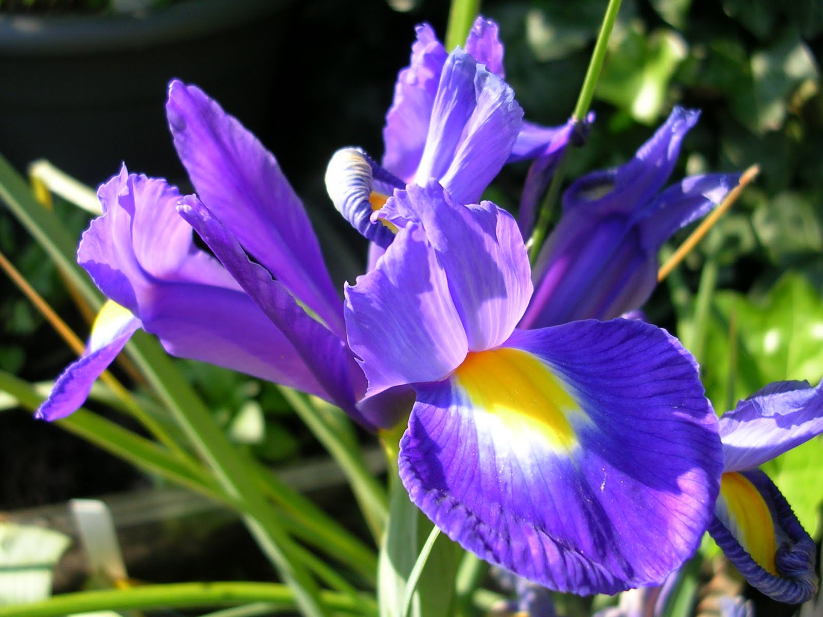 welvaertshof Een iris als verrassing