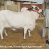 Fine Cattle Farm Cow Bijli