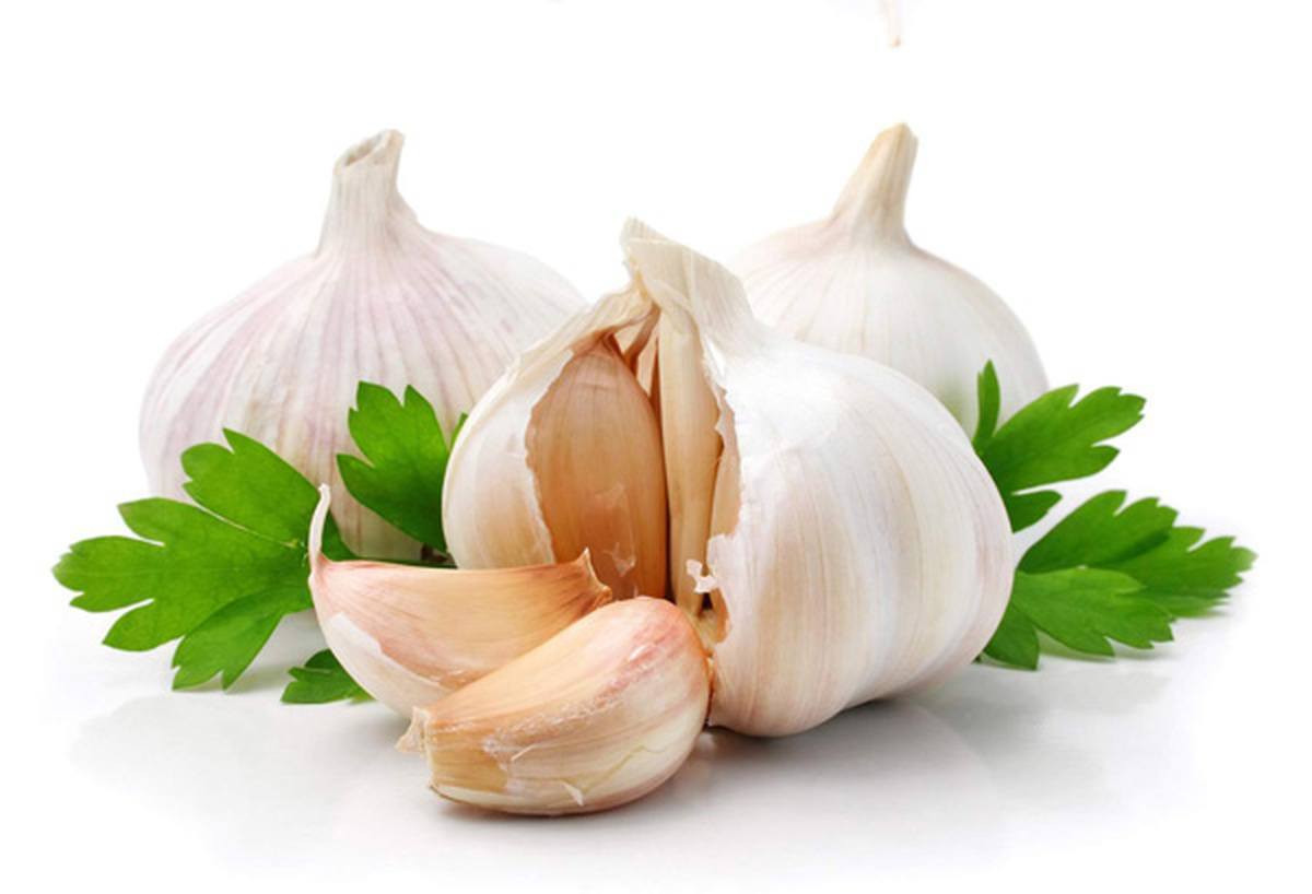 Farmacognosia PLANTAS MEDICINALES EL AJO Farmacognosia PLANTAS MEDICINALES EL AJO