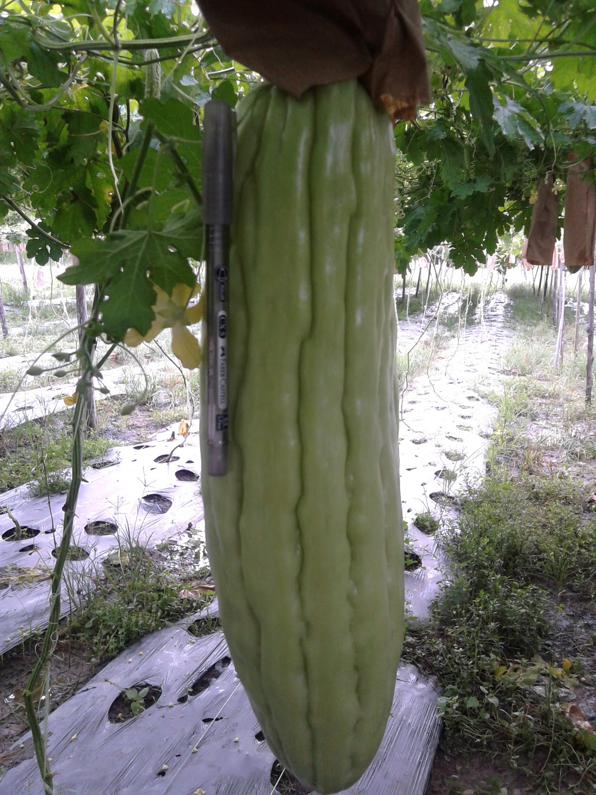 ROSMERAH PLANTATION Kambas Peria Besar