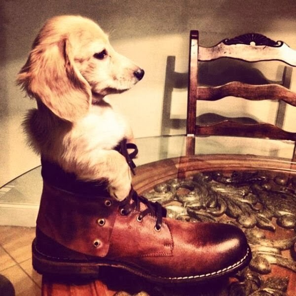 Cute dogs - part 11 (50 pics), little puppy sits in a shoe