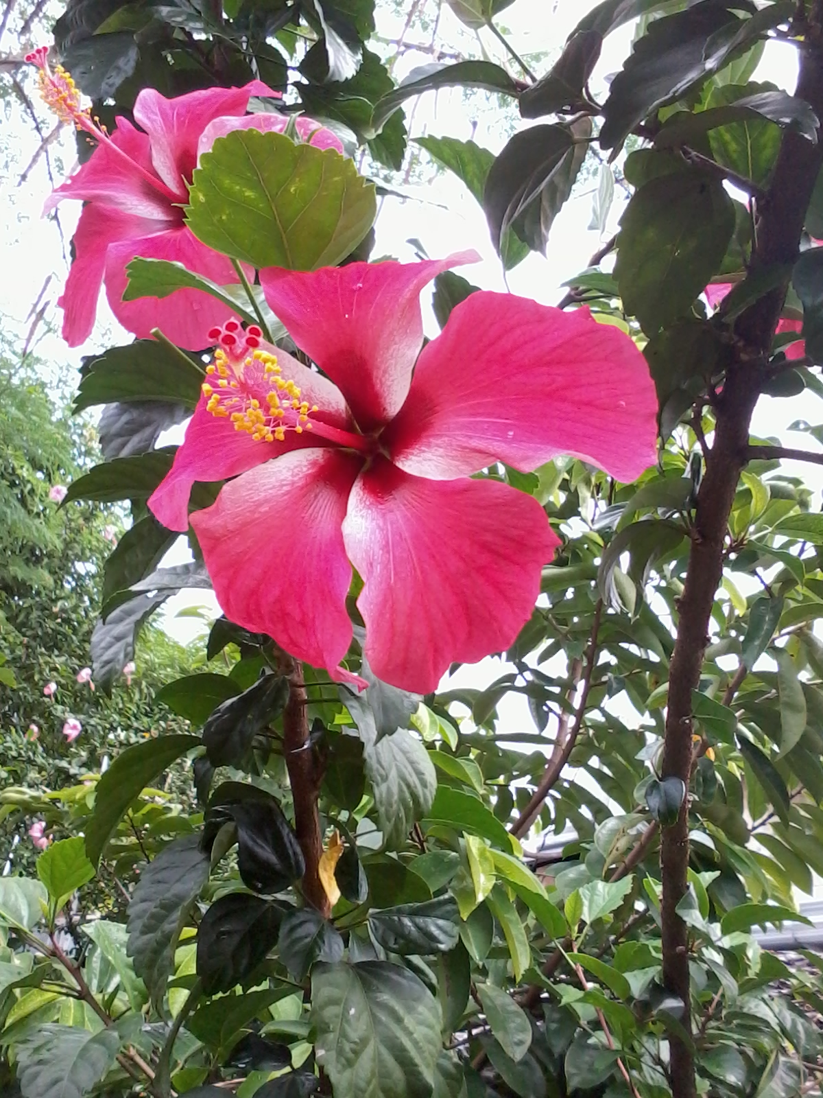 Pink Hibiscus (Gumamela) Sceneries and Memories