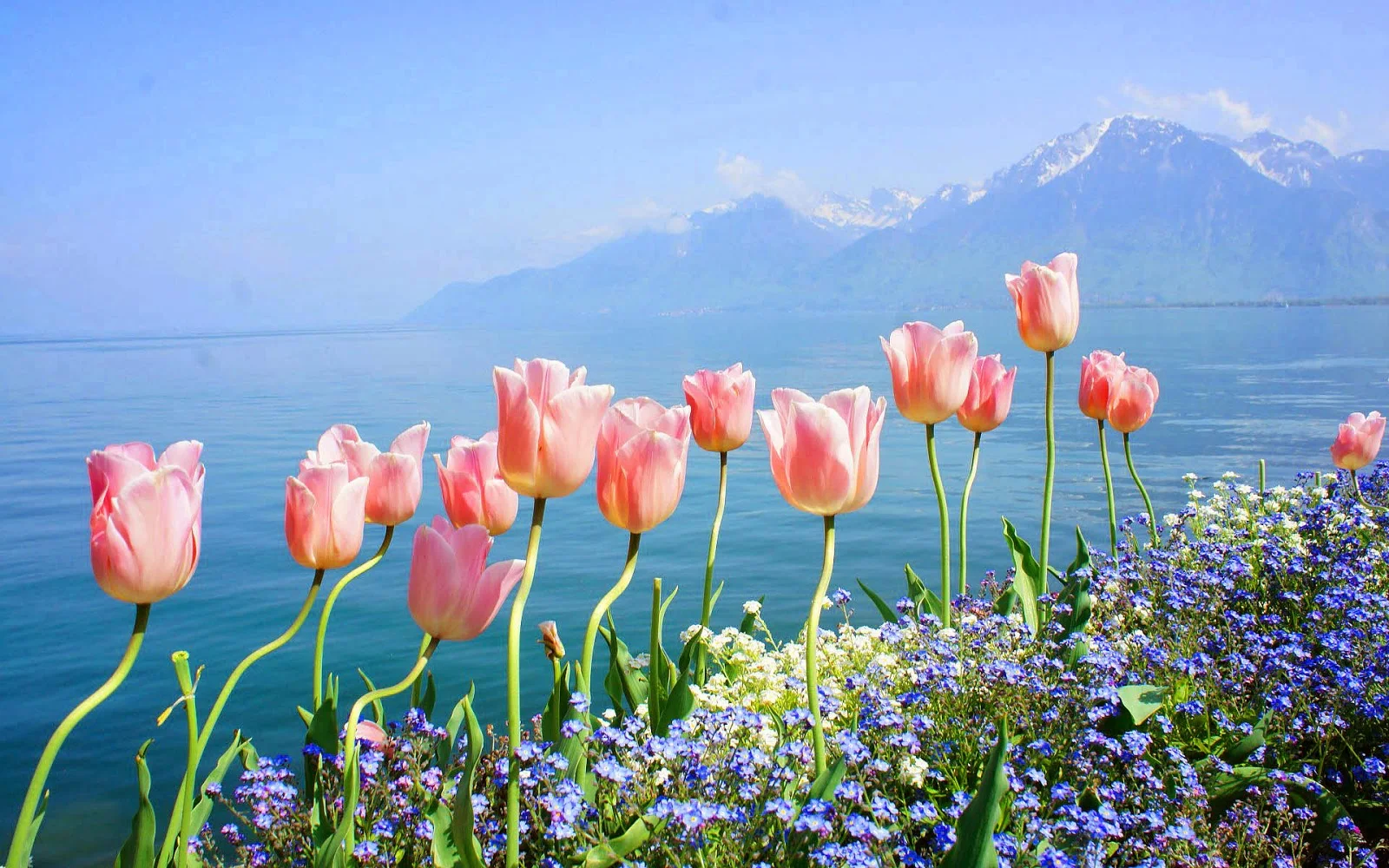 Roze tulpen en blauwe bloemen langs de waterkant in de lente