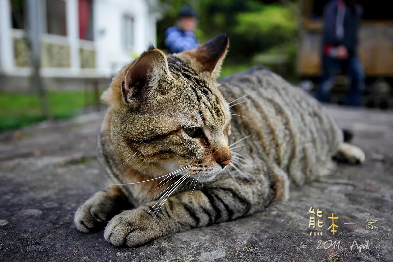 三峽景觀餐廳下午茶|216莊園咖啡
