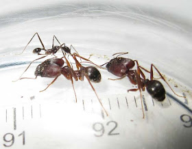 Minor worker and major workers of Pheidole longipes