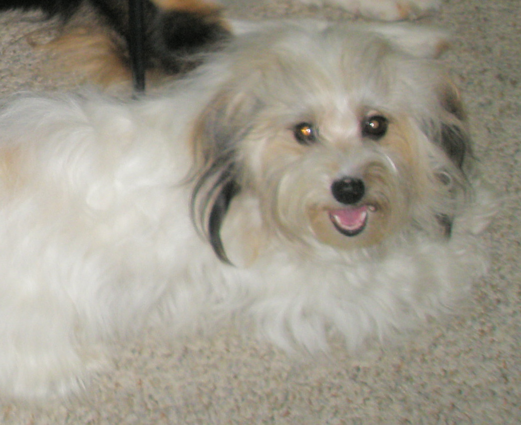 here-we-go-again-carneys-havanese-haven