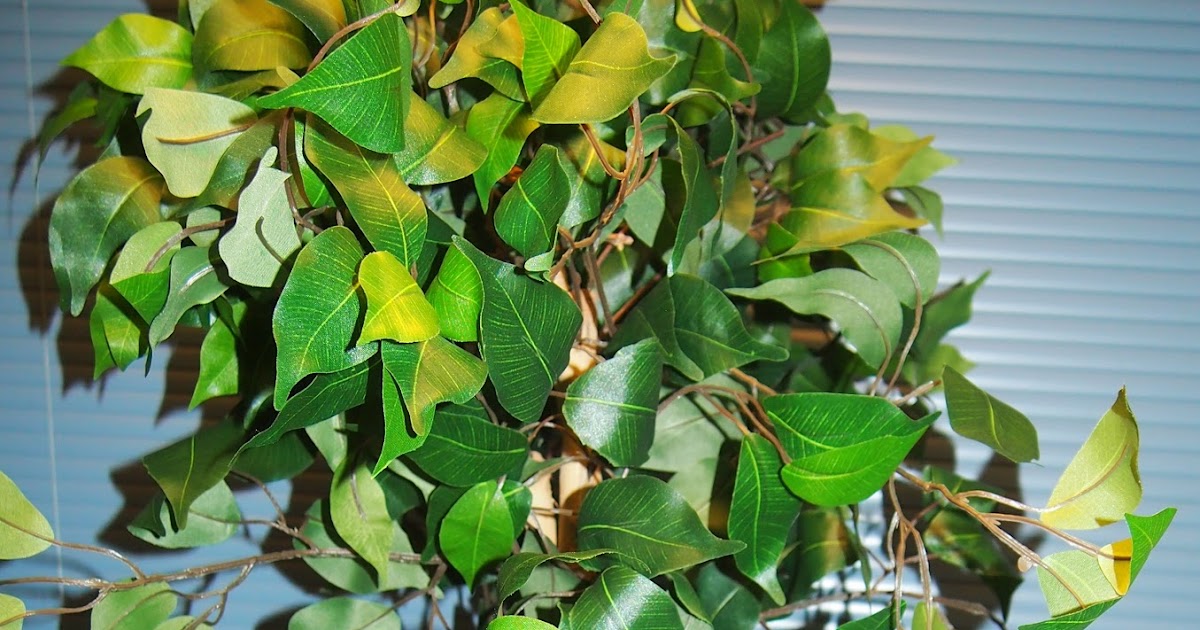 Heck Of A Bunch Silk Plants Direct Ficus Tree Review