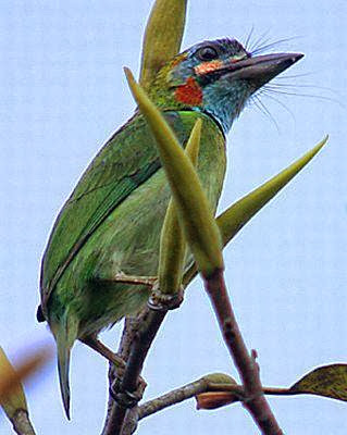 Barbudo variable Psilopogon australis