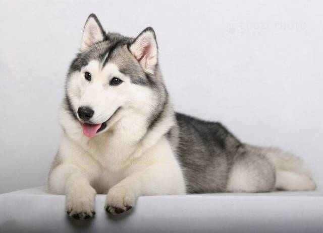 Welovedog Anjing Siberian Husky