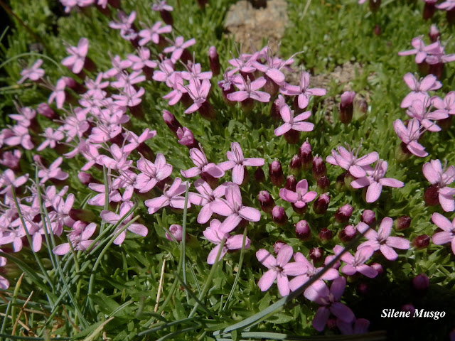 Plantas Pirenaicas