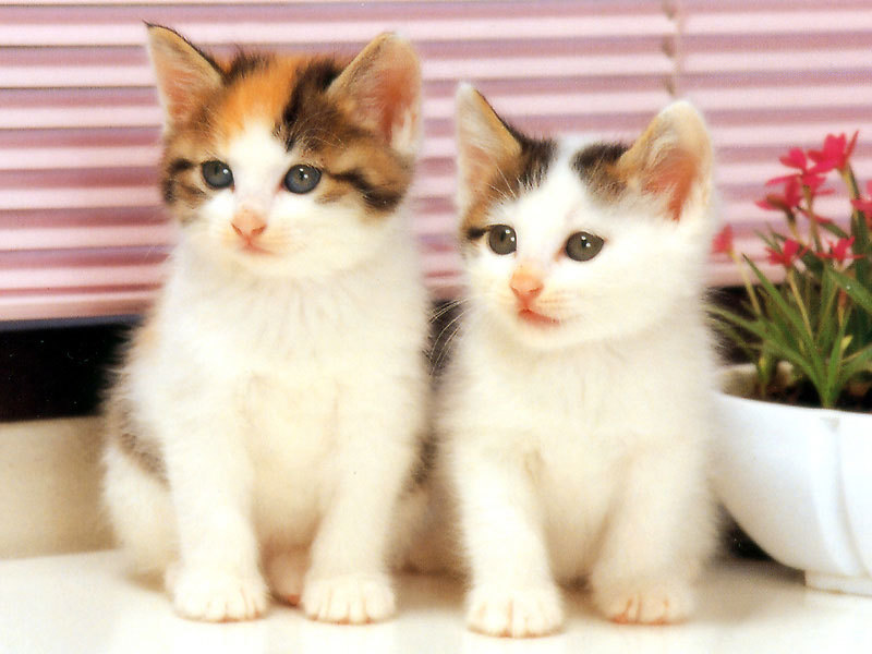 cute+cats.jpg