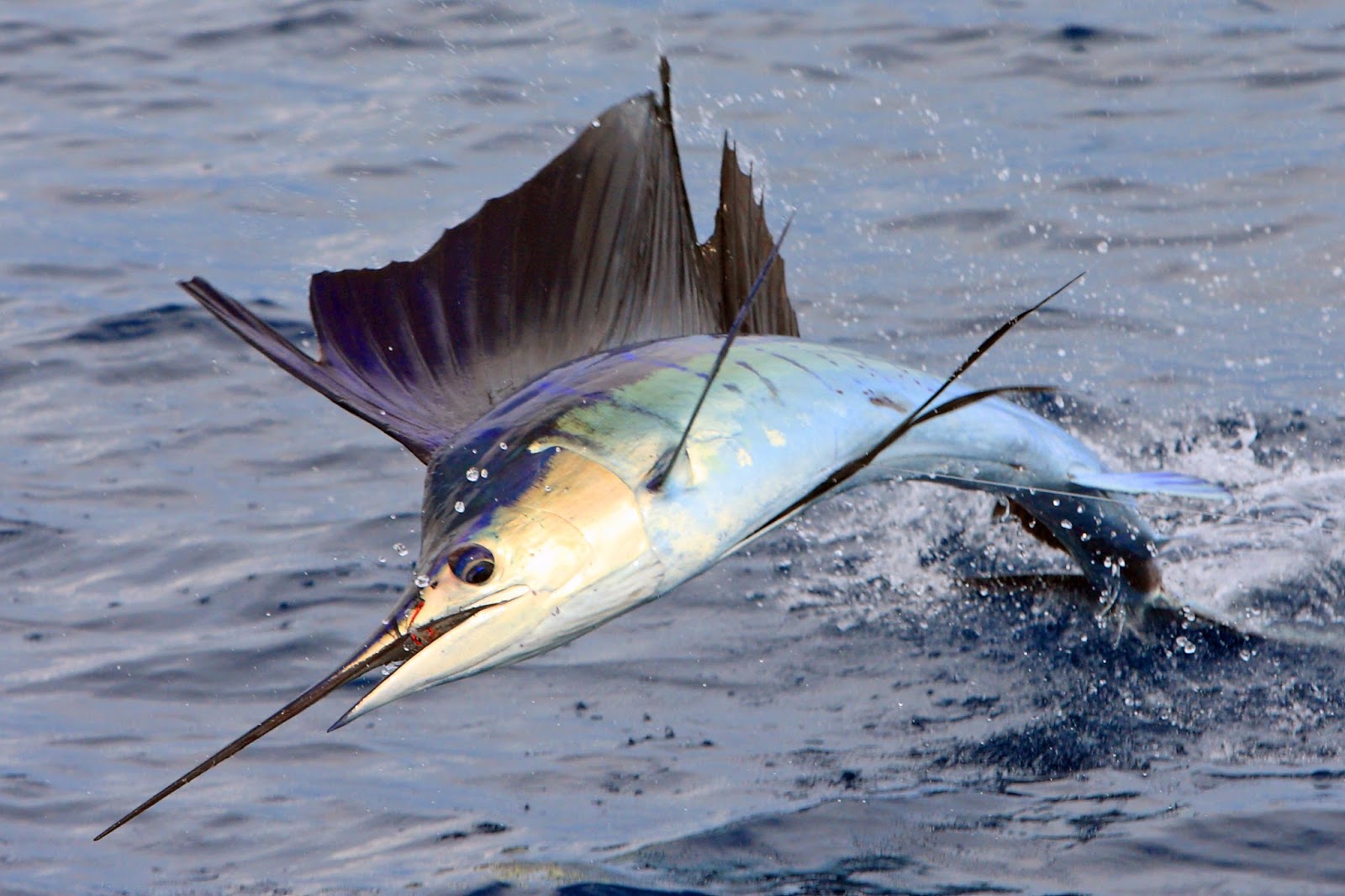 mother nature Sword Fish