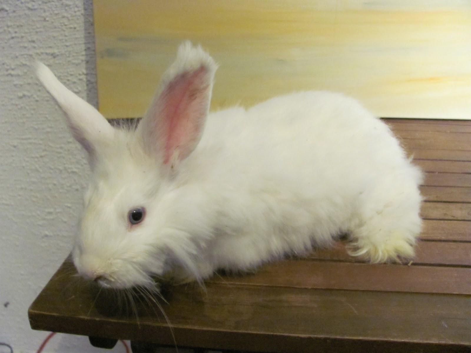 Frau Seidenhase: Angorakaninchen in weiß mit blauen Augen