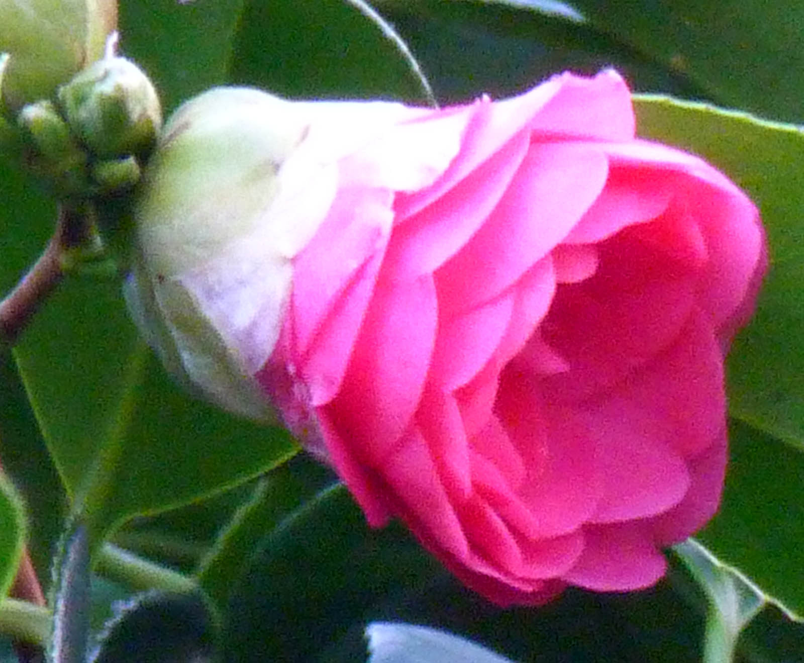 greenjottings Spring is blooming …in January!