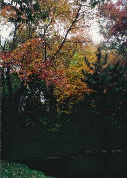 imagenes de Arboles en otoño, Nueva York