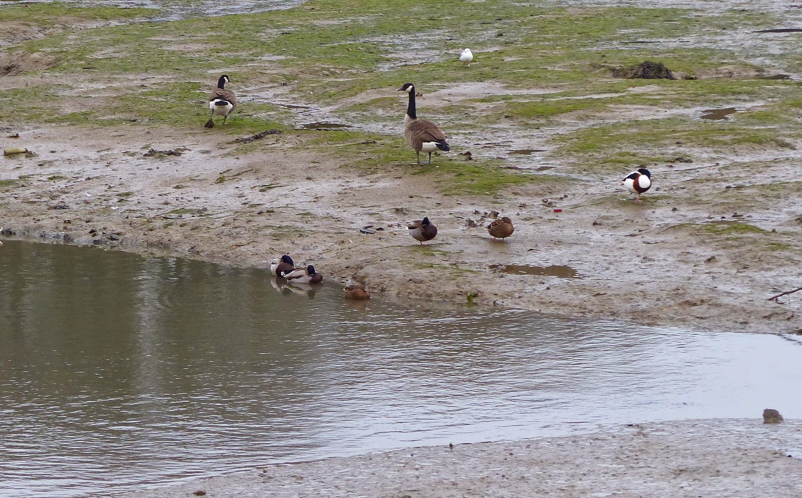 Birding For Pleasure Birds on Mud flats at Bembridge