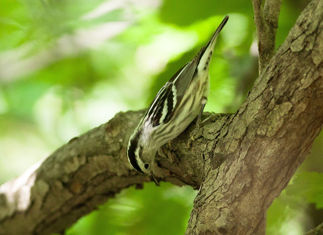 Black and White Warbler - Central Park, New York