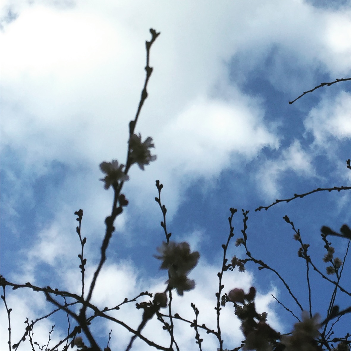 Fraulein Artischocke Februar 2017