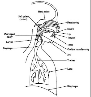 Speech mechanism,Air stream mechanism diagram, Respiratory system, Articulatory system,phonatory system