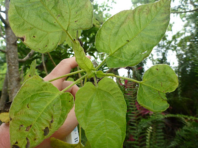 Scalesia cordata leaves
