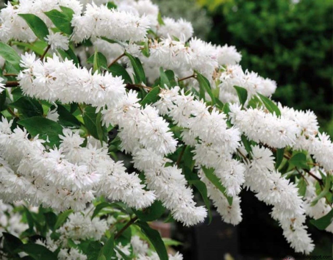 Кусты С Белыми Цветами Фото И Названия