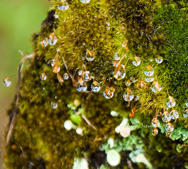 Walks with Moss West Fork Humptulips and Camping Nearby