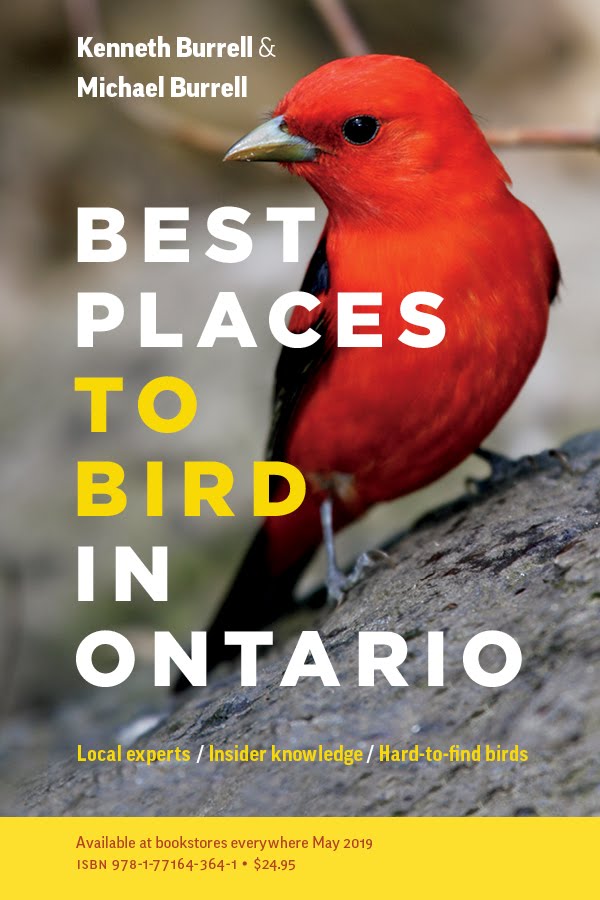 Best Places to Bird In Ontario