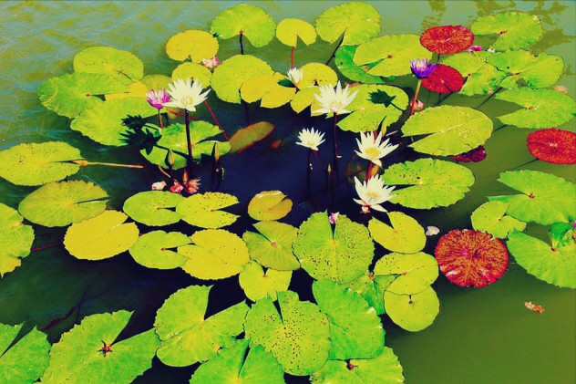 Gambar Bunga Teratai Yang Cantik Kumpulan Gambar