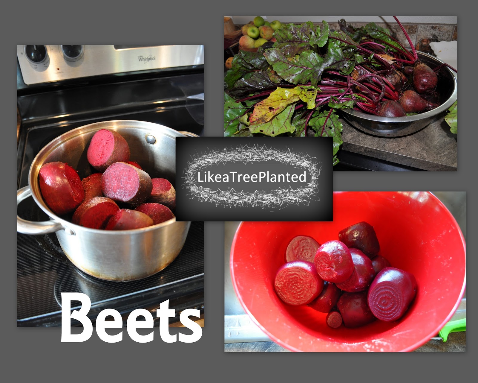 Like a Tree Planted Beets