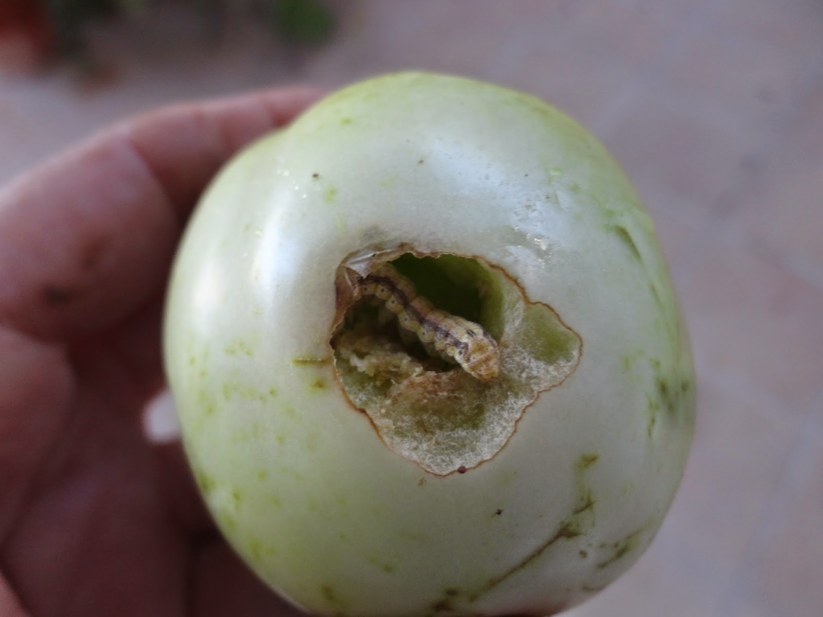 ORUGA EN UN TOMATE VERDE