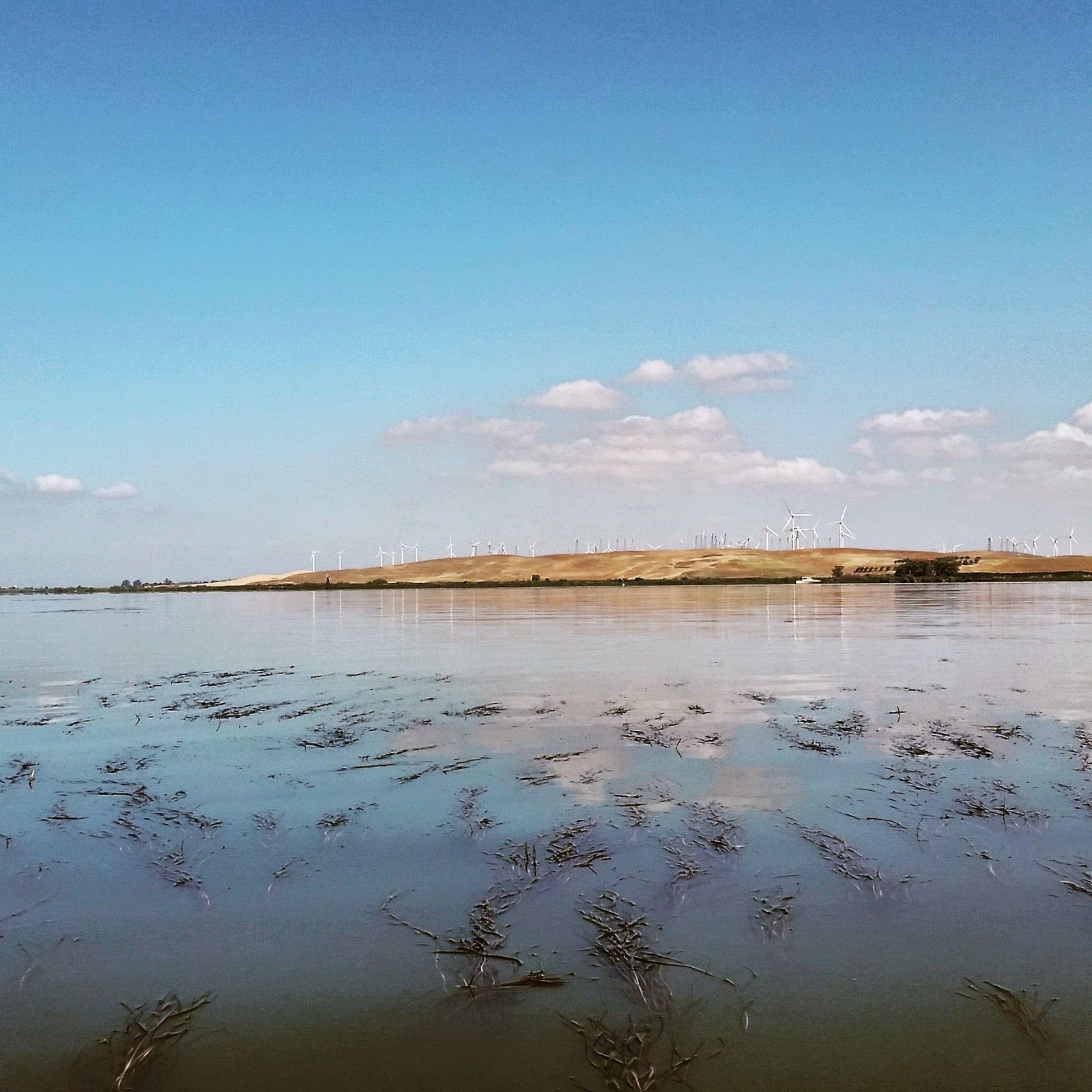 Kayaking the California Delta Antioch to Sherman Island Waterfowl
