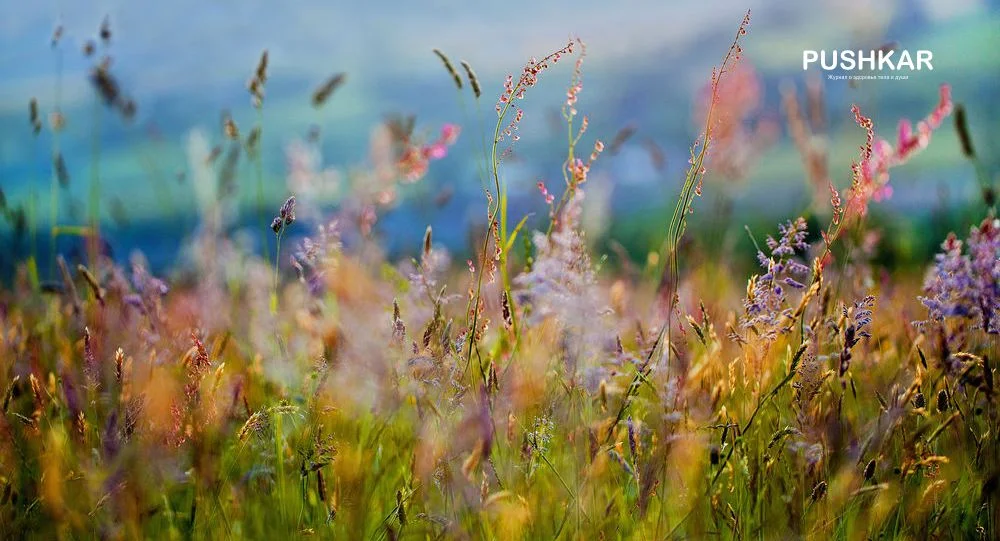 «Каждая травка благословлена Богом. Господь пронизывает землю светом и любовью».