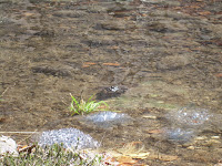 Laghi di Sumiana - rane