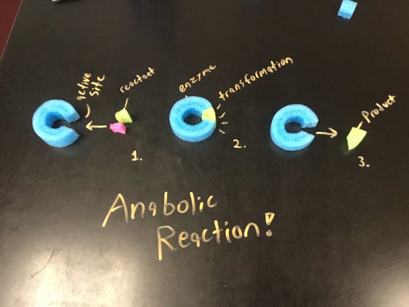 Biology by the Math Mom Modeling Enzyme Activity with Pool Noodles