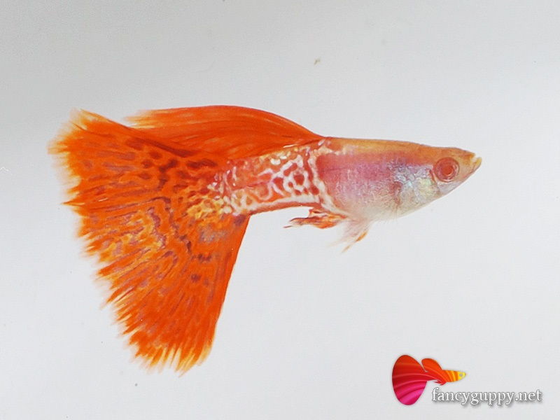 Gambar Jenis Ikan Guppy Import - Ikan Guppy Import Albino Red Cobra ( Red SnakeSkin ) / ARC