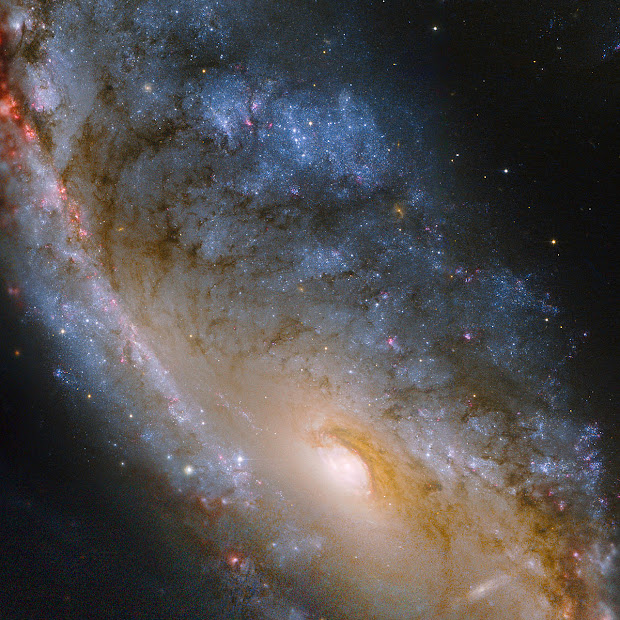 Hubble view of lopsided NGC 2442, the Meathook Galaxy