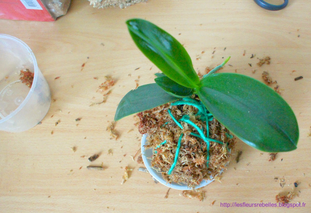 Kokedama en sphaigne pour orchidée Phalaenopsis