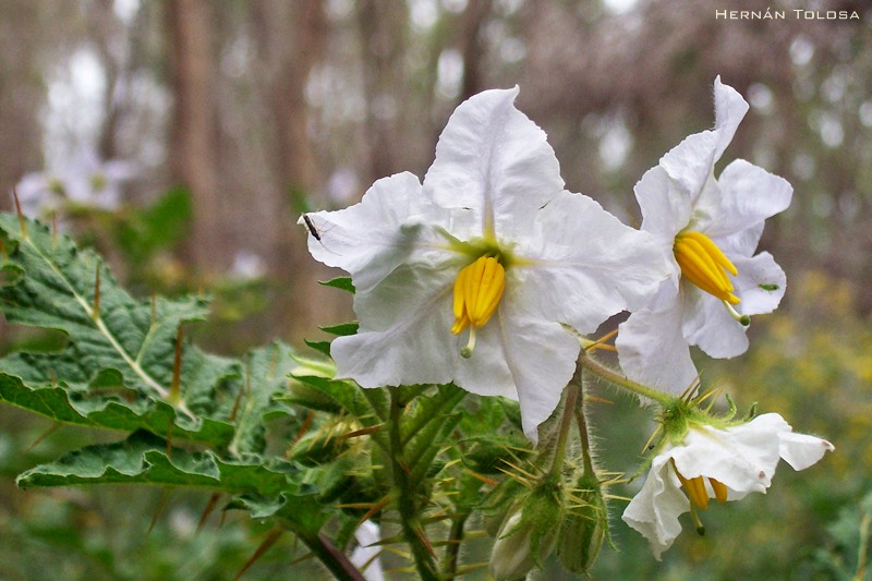 Mata-cavalo, Solanum sisymbrifolium - planta tóxica da famí…