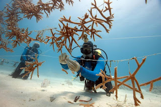 coral reef restoration, coral reef nursery